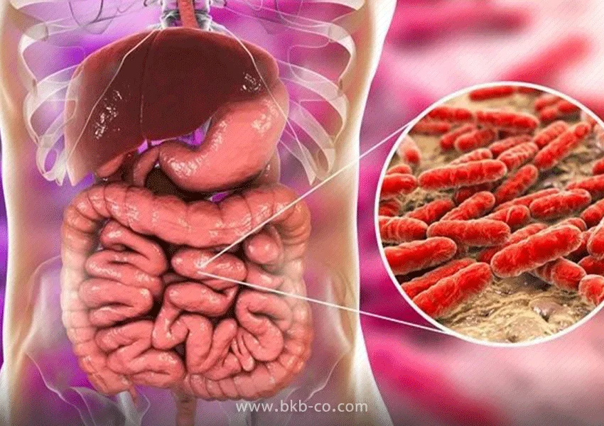 آیا پروبیوتیک فقط در مواد خوراکی موجود است؟