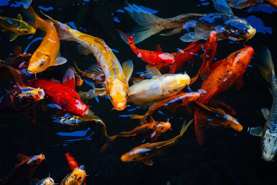 ضدعفونی استخر پرورش ماهی با شوینده‌های پروبیوتیک