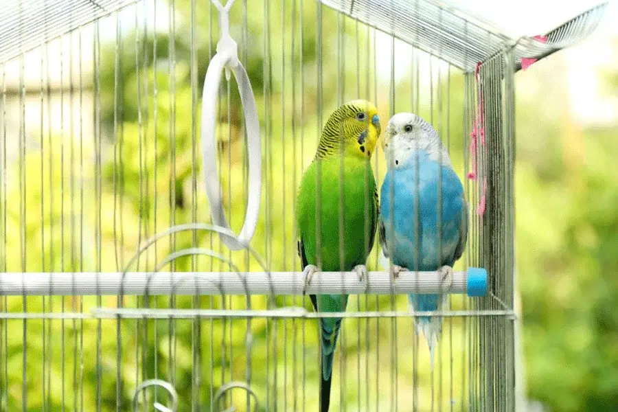 قرار دادن پرنده در قفس