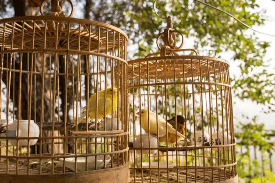 چرا باید قفس پرنده را ضدعفونی کنیم؟